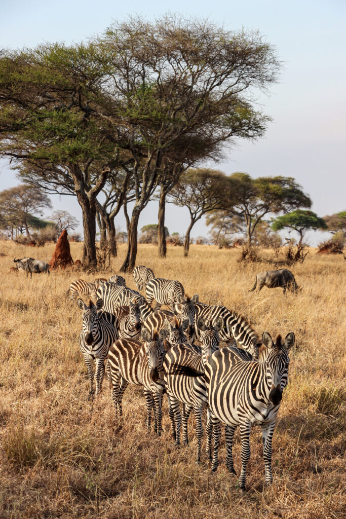 Beauty of wildlife by Camille Massida Photography